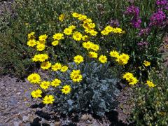 Rmen Marschallův (Anthemis marschalliana Willd.)