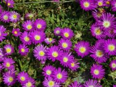 Delosperma (Delosperma lavisiae L. Bolus)    