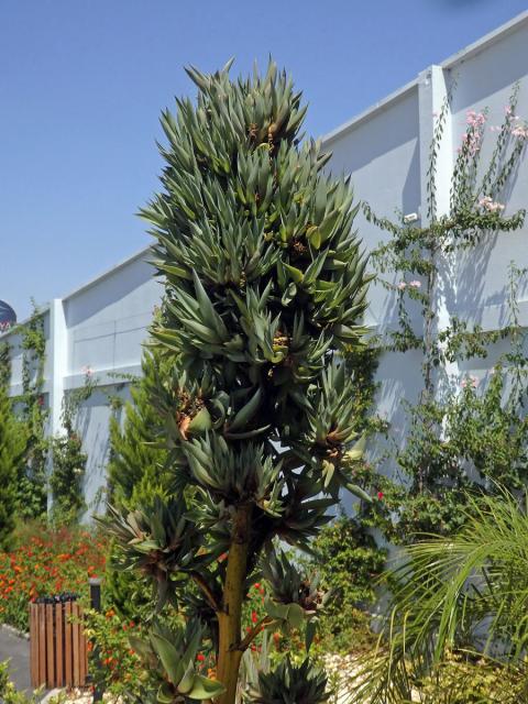 Agave obecná (Agave americana L.), proliferace květenství (4b)