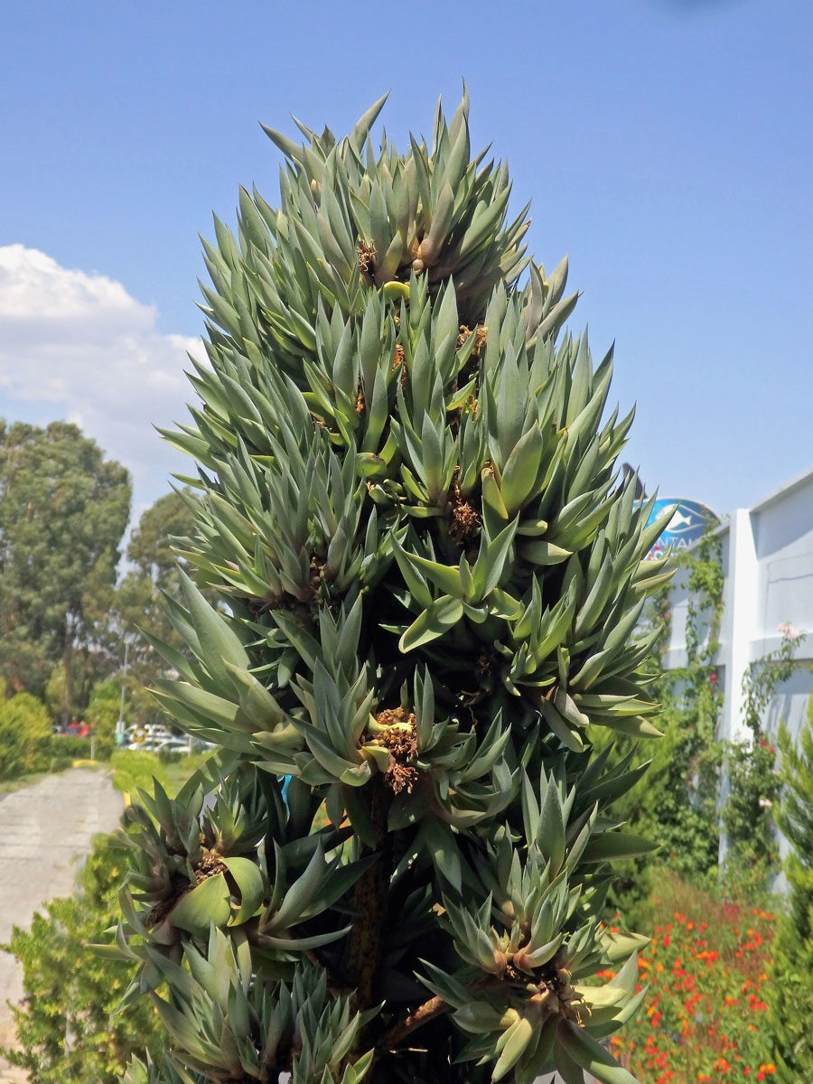 Agave obecná (Agave americana L.), proliferace květenství (4c)