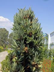 Agave obecná (Agave americana L.), proliferace květenství (4c)