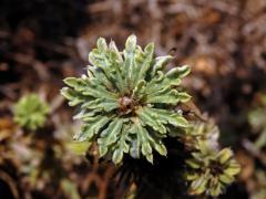 Chrpa sikavice (Centaurea calcitrapa L.), proliferace květů