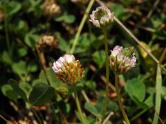 Jetel jahodnatý (Trifolium fragiferum L.)   