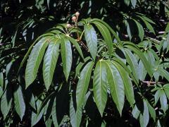 Jírovec japonský (Aesculus turbinata Blume)