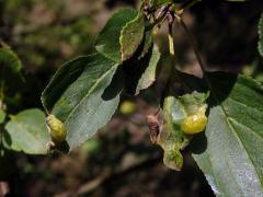 Hálky polokřídlého hmyzu Trichochermes walkeri na řešetláku počistivém (Rhamnus cathartica L.)