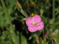 Vrbovka tmavá (Epilobium obscurum (Schreb.) Schreb.)