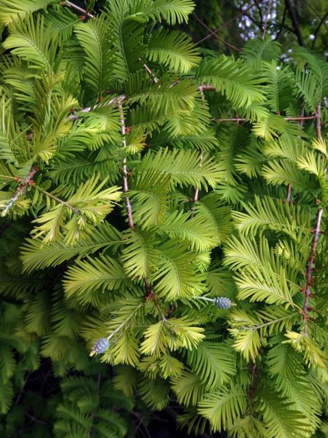 Metasekvoje čínská (Metasequoia glyptostroboides Hu & Cheng)