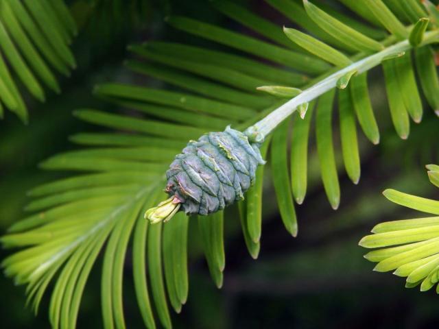 Metasekvoje čínská (Metasequoia glyptostroboides Hu & Cheng)