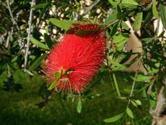 Štětkovec tuhý (Callistemon rigidus (Sol. ex Gaertn.) G. Don)