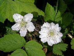 Ostružiník ježiník (Rubus caesius L.) - květ s vícečetnými korunními lístky (1)