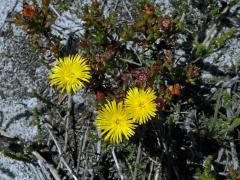 Zářivec (Lampranthus bicolor (L.) N. E. Br.)