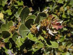 Searsia lucida (L.) F. A. Barkley