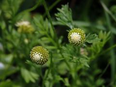 Mechovec australský (Cotula australis L.)