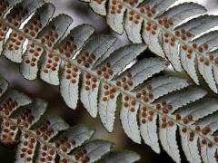 Cyathea dealbata L.