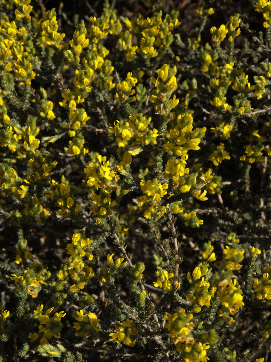 Aspalathus ericifolia L.