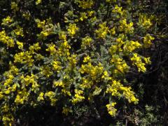 Aspalathus ericifolia L.