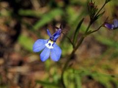 Lobelka (Lobelia flaccida (C. Presl) A. DC.)