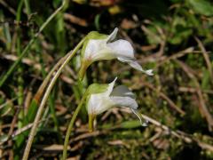 Tučnice alpská (Pinguicula alpina L.)