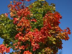 Javor mléč (Acer platanoides L.)