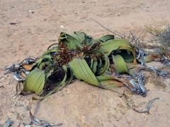 Welwitschie podivná (Welwitschia mirabilis Hook. f.)