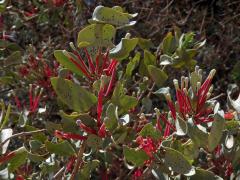 Tapinanthus oleifolius (J. C. Wendl.) Danser