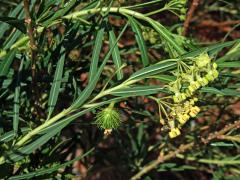 Gomphocarpus filiformis (E.Mey.) Dietr.           