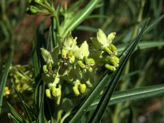 Gomphocarpus filiformis (E.Mey.) Dietr.
