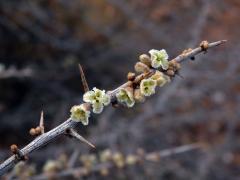 Phaeoptilum spinosum Radlk.