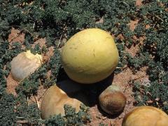 Lubenice (Citrullus ecirrhosus Cogn.)