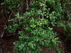 Grevie (Grewia flavescens Juss.)
