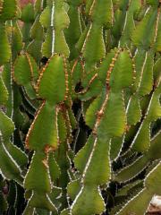 Pryšec (Euphorbia avasmontana Dinter)