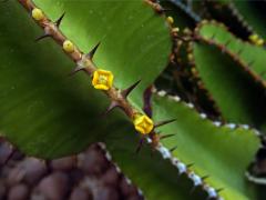 Pryšec (Euphorbia avasmontana Dinter) s čtyřčetnými květy (1a)