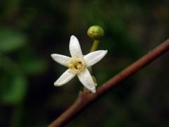 Olax dissitiflora Oliv.