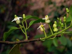 Olax dissitiflora Oliv.