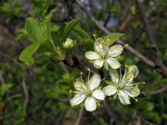 Slivoň švestka (Prunus domestica L.)