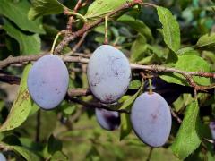 Slivoň švestka (Prunus domestica L.)
