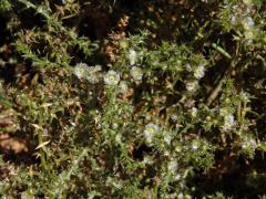 Slanobýl ruský (Salsola australis R. Br.)
