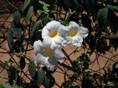 Neurčené trubačovité (Bignoniaceae)