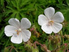 Kakost luční (Geranium pratense L.) - květy bez barviva (1a)