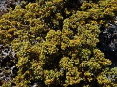 Kaciba (Zygophyllum clavatum Schltr. & Diels)