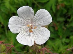 Kakost luční (Geranium pratense L.) - květ bez barviva (1b)