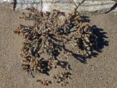 Brownanthus marlothii (Pax) Schwantes