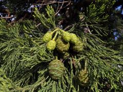 Sekvojovec obrovský (Sequoiadendron giganteum (Lindl.) Buchholz)    