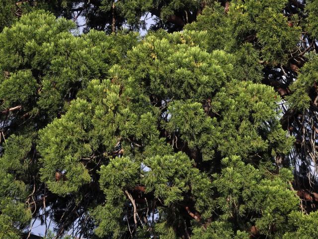 Sekvojovec obrovský (Sequoiadendron giganteum (Lindl.) Buchholz)