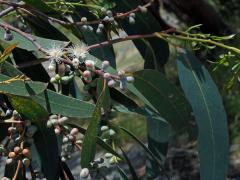 2_Myrtovité: Blahovičník (Eucalyptus)