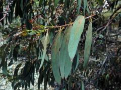 2_Myrtovité: Blahovičník (Eucalyptus)