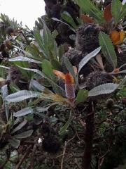 Banksia serrata L. f.