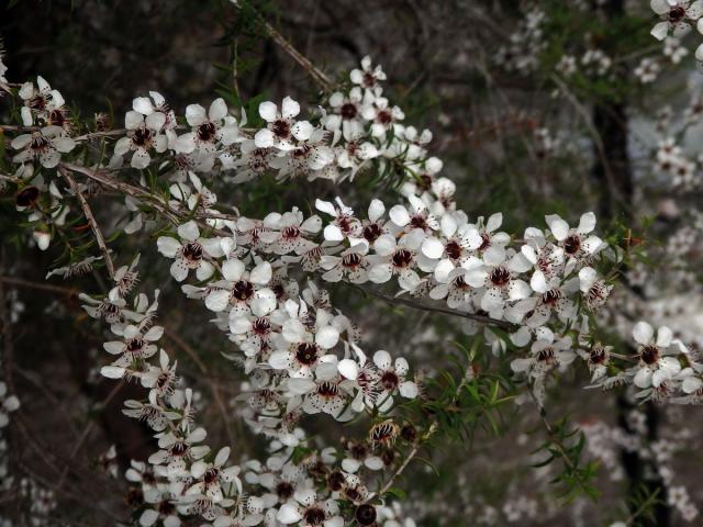 Balmín metlatý (Leptospermum scoparium J. R. & G. Forst.)