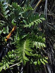 Sleziník (Asplenium obtusatum G. Forst.)