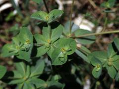 Pryšec (Euphorbia hirsuta L.)